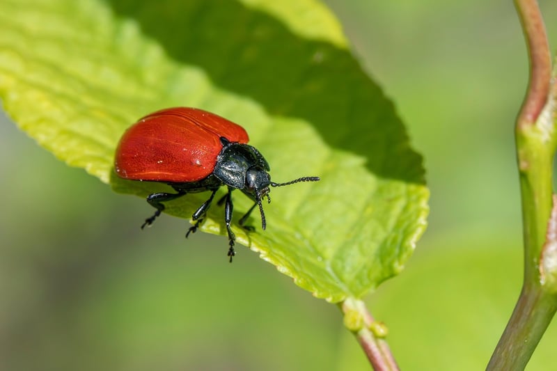 Pest Management