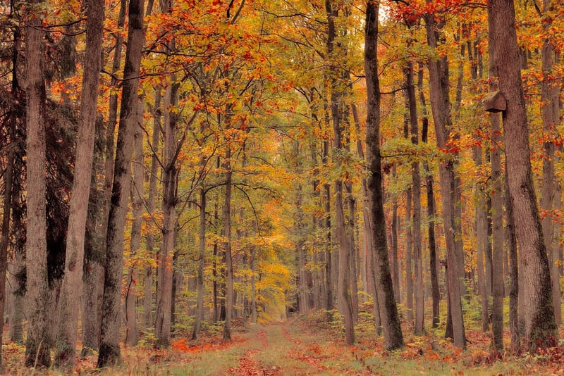 Fall Leaves