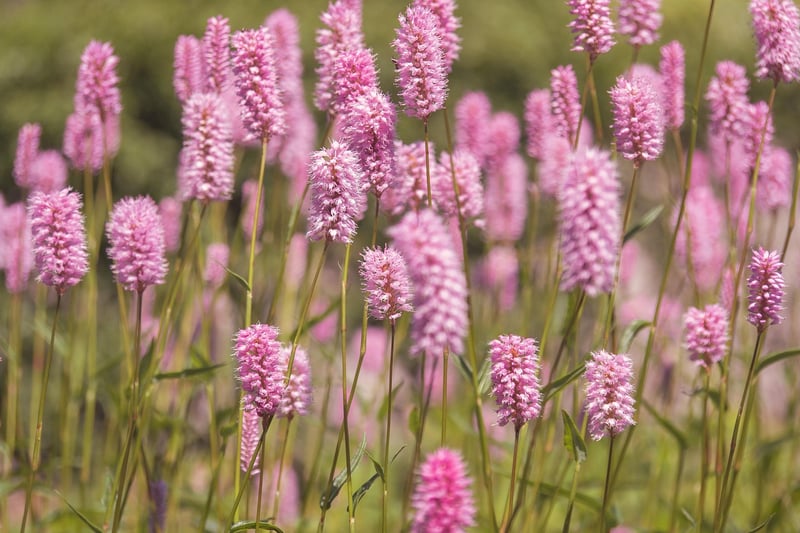 Spring Flowers
